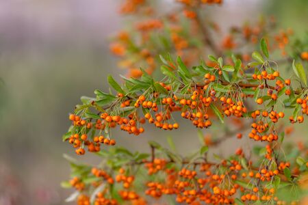 Hawthorn bush laden with berries in autumn. Decorative bush with orange berries. Small orange berries with green leaves. Soft focus. Toned imageの写真素材