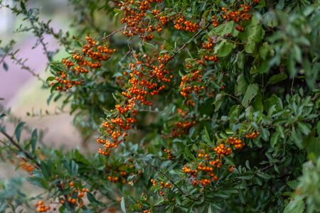 Red berries hawthorn grow on the branches. Small orange berries with green leaves. Hawthorn autumn berries. Soft focus.の写真素材