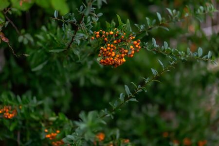 Red berries of the hawthorn grow on the branches. Small orange berries with green leaves. Hawthorn autumn berries. Soft focus.の写真素材