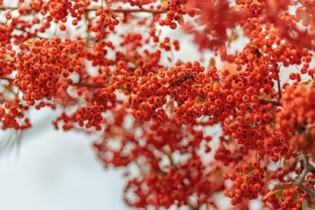 Red berries of the hawthorn grow on the branches. Small red berries with green leaves. Hawthorn...