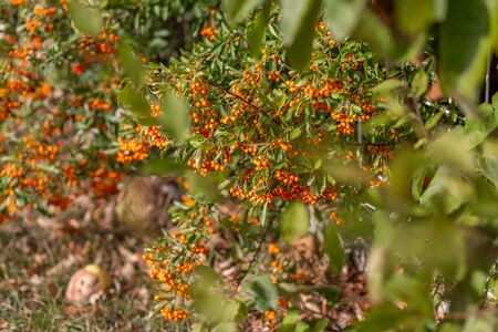 Hawthorn bush laden with berries in autumn. Decorative bush with orange berries. Small orange berries with green leaves. Soft focus. Toned image.  Nature blurred background. Shallow depth of field.の写真素材
