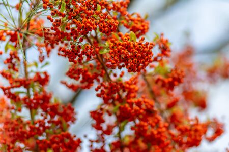 Red berries of the hawthorn grow on the branches. Small red berries with green leaves. Hawthorn...