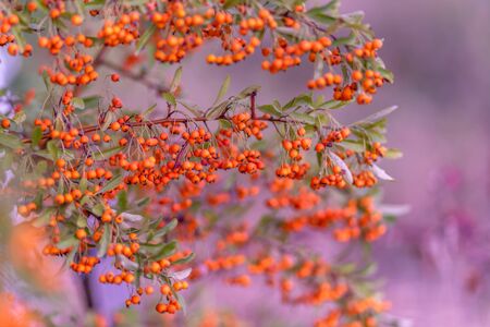 Hawthorn bush laden with berries in autumn. Decorative bush with orange berries. Small orange berries with green leaves. Soft focus. Toned imageの写真素材