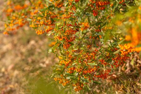 Hawthorn bush laden with berries in autumn. Decorative bush with orange berries. Small orange berries with green leaves. Soft focus. Toned imageの写真素材
