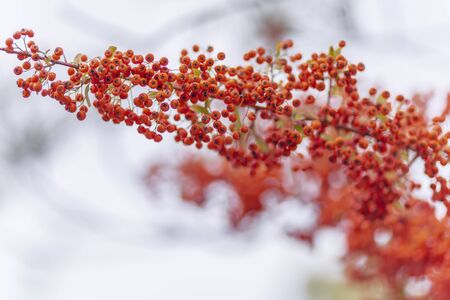 Red berries of the hawthorn grow on the branches. Small red berries with green leaves. Hawthorn autumn berries. Soft focus. Copy space. Nature blurred background. Shallow depth of field.の写真素材