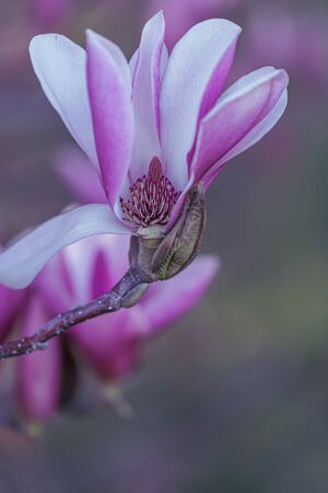 Blooming pink magnolia on a branch in springtime. Shallow depth of field. Toned image. Copy space. Closeup. Macro. Soft focus. Game of color.の写真素材