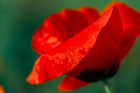 A poppy. Macro a red poppy with soft focus. Nature wallpaper blurred green backdrop. Floral poster. Shallow depth of field. Toned image. Copy space. Art photographyの写真素材