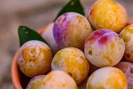 Macro of juicy yellow purple cherry plum. Fruits. Shallow depth of field. Toned image. Copy space. Closeup. Macro. Soft focus.の写真素材