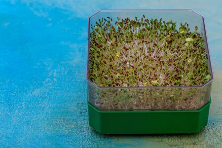 Fresh sprouts of germinated seeds in a green plastic box on a wooden blue table. Seeds of red...