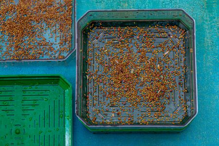 Seeds of red cabbage, radish, lettuce, dill for germination and addition to food. Healthy vegetarian food. Fresh sprouts of germinated seeds closeup in a plastic box.の写真素材