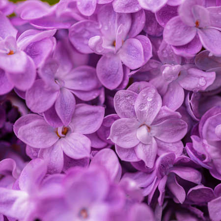 Nature wallpaper background of blooming lilac. Violet syringa with raindrops. Shallow depth of...