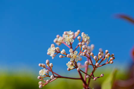 Blue sky and blooming small white flowers in springtime. Shallow depth of field.