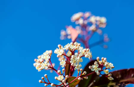 Blue sky and blooming small white flowers in springtime. Shallow depth of field. Close-up.
