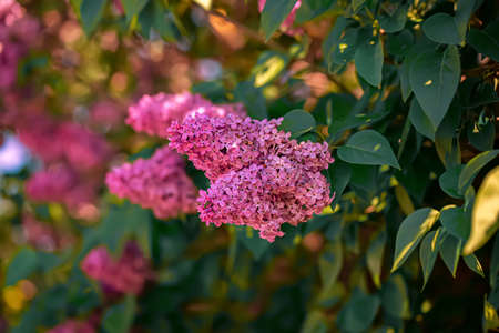 Pink branch of flowering lilac on a sunny day in the park in springtime. Nature blurred background...