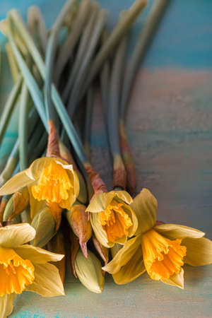Art photography of daffodils flowers. Shallow depth of field. Yellow daffodils on a wooden table. Toned image. Top viewの写真素材