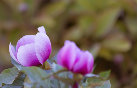 Close-up of a pink peony with yellow stamens and green leaves in sunny day. Natural green blurred background. Copy spaceの写真素材