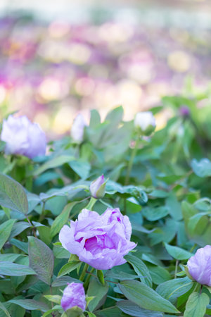 Purple peonies with buds and green leaves in sunny day. Bright colored blurred background with bokeh. Copy spaceの写真素材