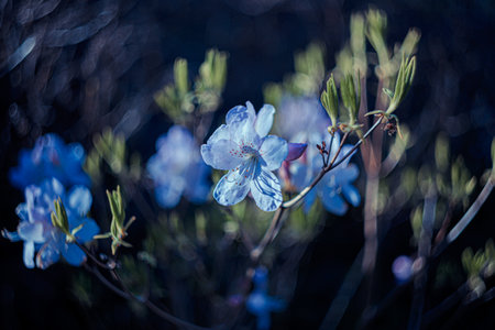 Art photography of blooming blue flowers with bokeh and a grainy texture and noise on all image...