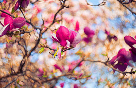 Blooming red magnolias with colorful textured background with bokeh and a grainy texture and noise...