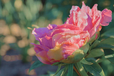 Close-up of a pink flower peony and green leaves in sunny day. Green blurred background. Toned...