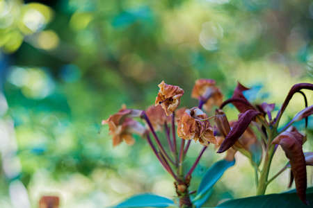 Withered dry azalea with colorful textured background with bokeh. Copy space.