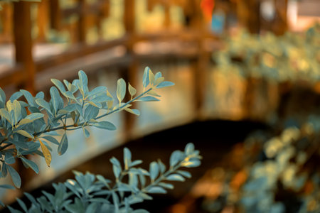 Green, yellow bush branches. Bokeh. Old wooden brown bridge over the river in the autumn of a sunny day in the city park. Yellow, green bush branches. Shallow depth of field.の写真素材