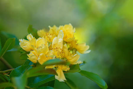 Yellow flowers with stamens on a bush branch and gradient blurred green background. Bokeh. Shallow depth of field. Copy space.の写真素材