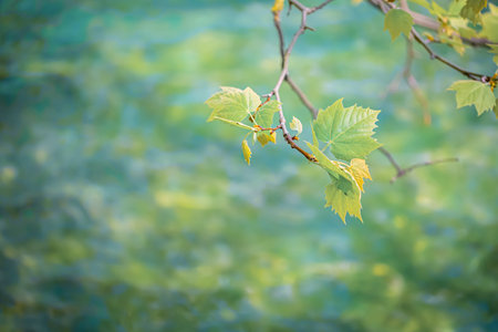 Top view of green maple branch above a blue surface with clear water and waves. Blurred green water...