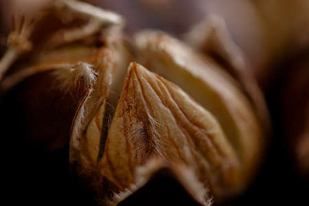 Macro of roasted delicious fresh chestnut. Shallow depth of field. Dark blurred background. Toned...