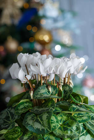Christmas blurred background with colorful bokeh and white flower cyclamen. Shallow depth of field. Close-up.の写真素材