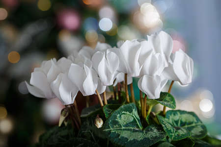 Close-up of white flower cyclamen white flower and Christmas background with bokeh. Shallow depth of field.の写真素材