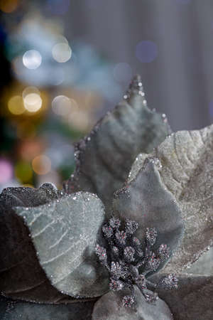 Macro of Christmas gray poinsettia flower and blurred dark background with bokeh. Shallow depth of field. Soft focus.の写真素材