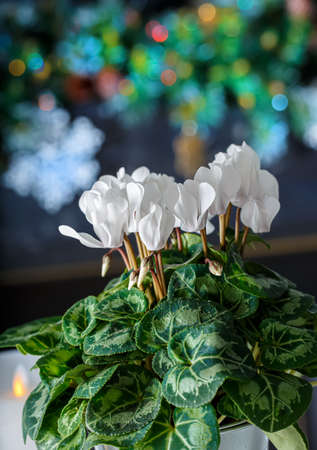 Cyclamen white flower and Christmas background with colored bokeh. Shallow depth of field. Close-up.の写真素材