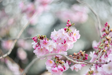 Flowers cherry tree in springtime.The artistic intend and the filters. Film style old lens. Airy atmosphere. Soft focus.の写真素材