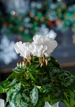 Christmas blurred background with colorful bokeh and white flower cyclamen. Shallow depth of field. Close-up.の写真素材