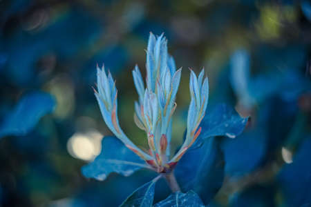 Bud of azalea in the shade of trees in the park in the springtime. Natural blurred background. Film style old lens.Toned imageの写真素材