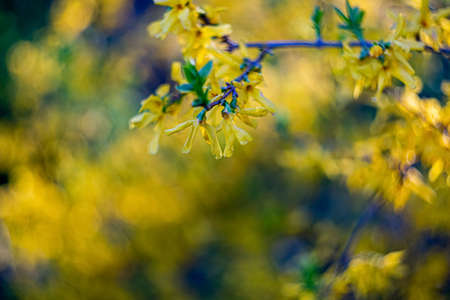 Yellow beautiful flowers with stamens on a bush branch and natural blurred green background. Shallow depth of field. Copy space.の写真素材