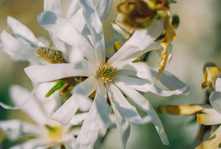 Scanned film image of blooming magnolia in spring. Background with bokeh and a grainy texture and noise on all image surfaceの写真素材