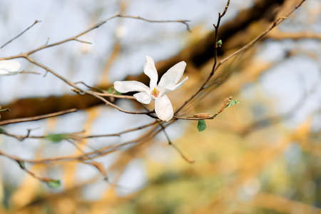 White magnolia flower in spring and light blue sky. Shallow depth of field. Tonal image.の写真素材