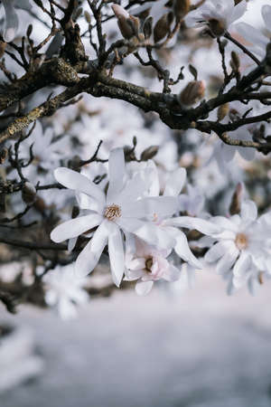 Blooming white magnolias with blurred background and bokeh.The artistic intend and the filters. Film old lens.の写真素材
