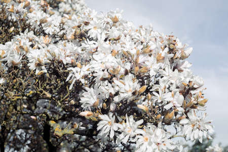 Blooming magnolias with textured background with bokeh and a grainy texture and noise. Selective focus.の写真素材