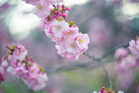 Flowers cherry tree in springtime.The artistic intend and the filters. Film style old lens. Airy atmosphere. Soft focus.の写真素材