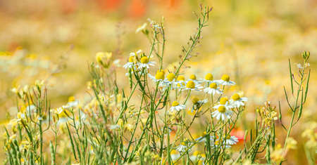 Daisies. Summer, white flowers in the field. Sunny day. Meadow flowers. Shallow depth of field.