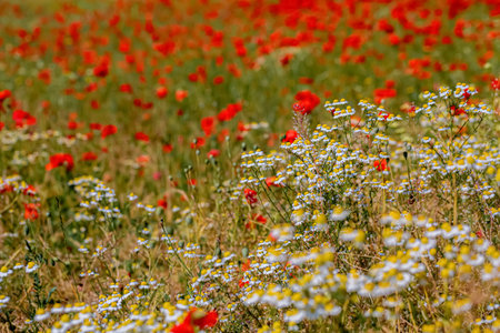 Poppies and daisies. Summer, red and white flowers in the field. Sunny day. Meadow flowers. Shallow depth of field.の写真素材