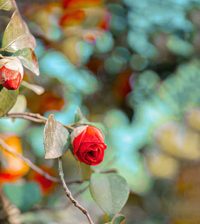 Rose. Red flowers buds. Natural blurred background with bokeh. Spring time. Sky. Shallow depth of field. Toned image.の写真素材