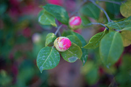 Rose. Red flowers buds. Natural blurred background with bokeh. Summer time. Sky. Shallow depth of field. Toned image.の写真素材