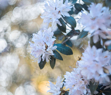Branch of blooming blue azalea in the shade of trees in the park in the summer. Natural blurred background and bokeh.の写真素材
