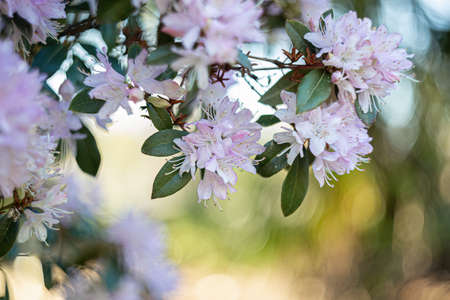 Branch of blooming pink azalea in the shade of trees in the park in the summertime. Natural blurred background and bokeh.の写真素材