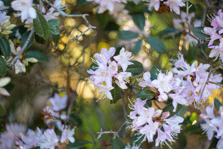 Blooming pink azalea in the shade of trees in the park in summer. Natural blurred background and bokeh.の写真素材