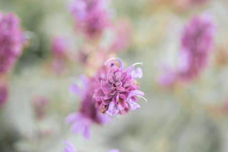 Purple lavender flowers and dry grass in the meadows or fields. Violet flower in summer time. Soft focus. Airy atmosphere.の写真素材